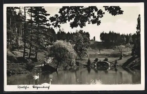 AK Iserlohn, Schwäne auf dem Teich