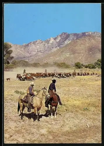 AK Die Cartwrights treiben ihre Herde durch die Prärie, Bonanza