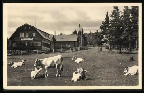 AK Grünbacher Hütte, Berghütte auf der Hohen Wand, Bes. Heinrich Steyskal