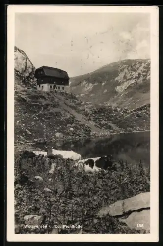 AK Ed. Pichlhütte am Wolayersee mit Kühen