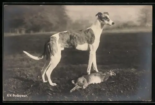 AK Windhund wartet bei erlegtem Hasen
