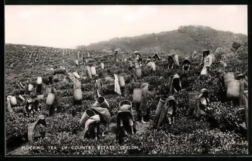 AK Ceylon, Plucking Tea, UP-Country Estate