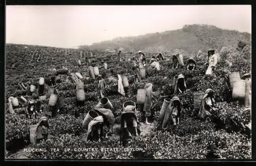 AK Ceylon, Plucking Tea, UP-Country Estate