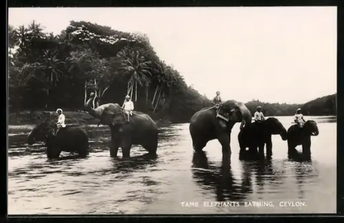 AK Ceylon, Tame Elephants bathing, Elefanten durchqueren den Fluss