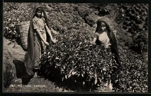 AK Ceylon, Tea Pluckers, Teepflückerinnen bei der Arbeit