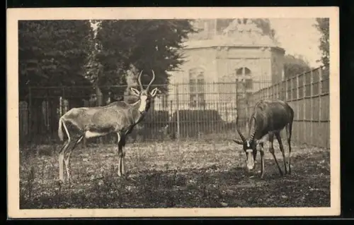 AK Wien-Schönbrunn, Tiergarten, Südafrikanische Blässböcke