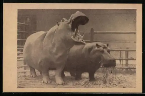 AK Wien-Schönbrunn, Nilpferde Schurl und Rosl, Zoo, Tiergarten