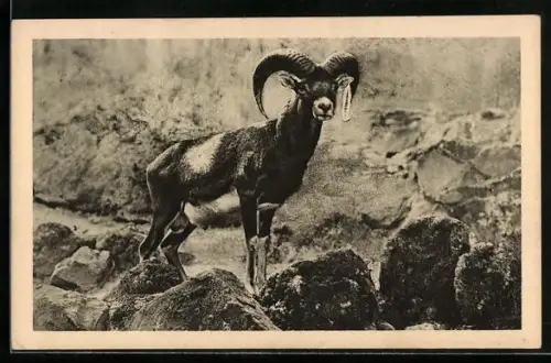 AK Ein Mufflon auf Sardinien