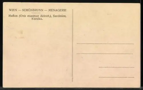 AK Ein Mufflon auf Sardinien