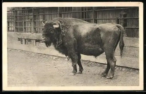AK Wien-Schönbrunn, Tiergarten, europäisches Wisent
