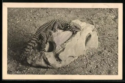 AK Wien, Schönbrunn, Menagerie, Gürtelschweifechse