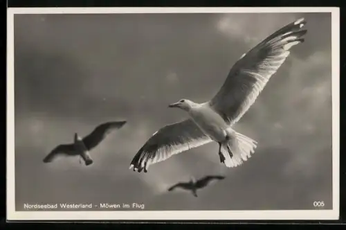 AK Kleine Möwe, flieg nach Helgoland, Möwen im Flug
