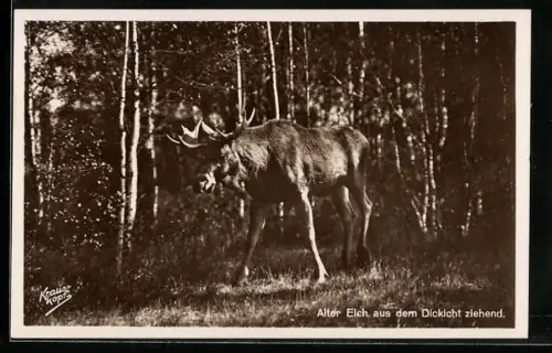 Foto-AK Alter Elch zieht aus dem Dickicht