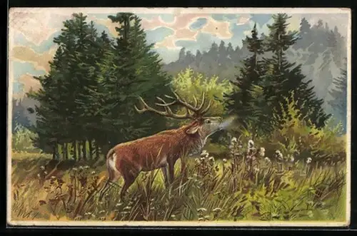 Künstler-AK Der Hirsch röhrt am Morgen