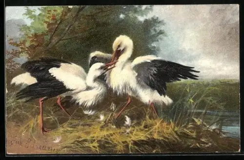 Künstler-AK Kämpfende Störche
