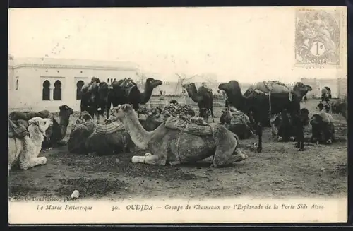 AK Oudjda, Groupe de Chameaux sur l`Esplanade de la Porte Sidi Aissa