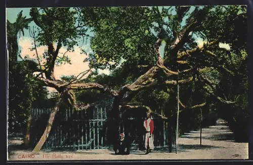 AK Cairo, The Holly Tree