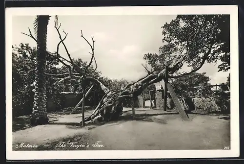 AK Mataria, The Virgin`s Tree