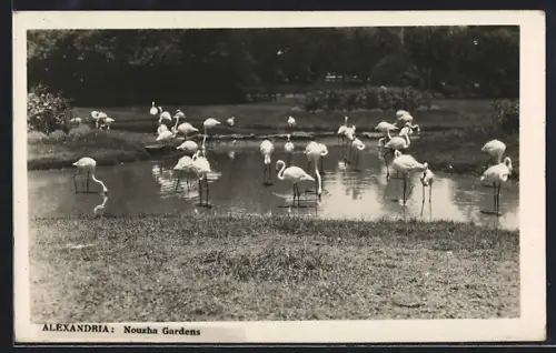 AK Alexandria, Nouzha Gardens