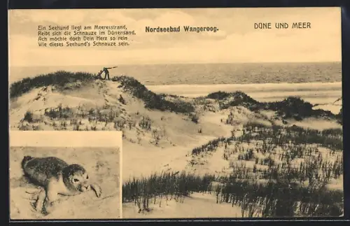 AK Wangeroog, Düne, Meer, Seehund am Strand