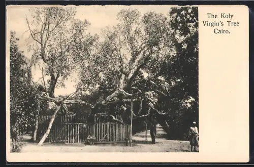 AK Cairo, The Koly Virgin`s Tree