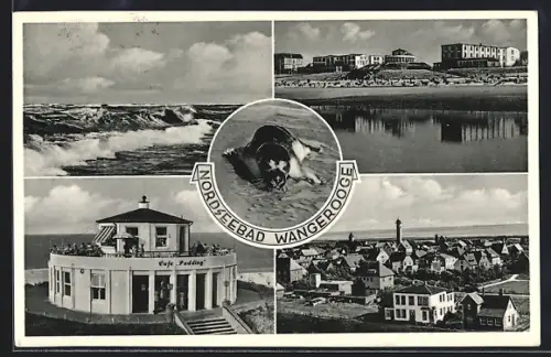 AK Wangerooge, Café Pudding, Partie am Strand, Robbe