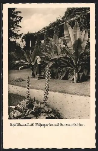 AK Mainau i. B., Garten mit Bananenpflanzen
