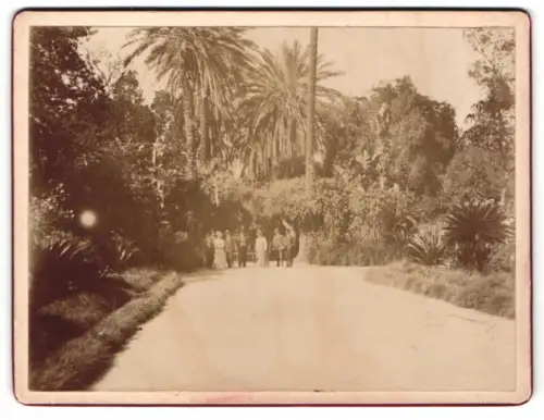 Fotografie unbekannter Fotograf, Ansicht Algier, Palmenallee im Jardin d`Essai