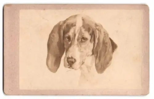 Fotografie Der Windhund nach Melin