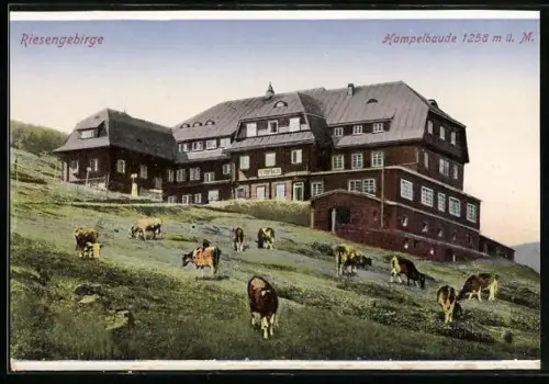 AK Hampelbaude /Riesengebirge, Kühe vor der Hampelbaude