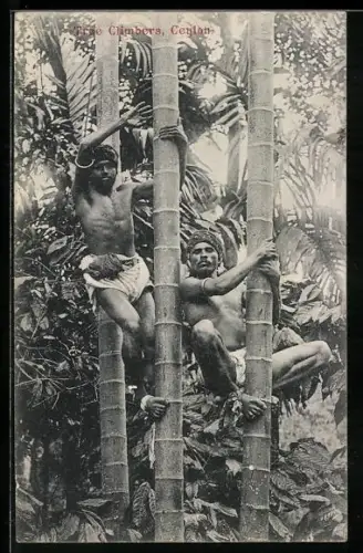 AK Ceylon / Indien, Tree Climbers, Männer erklettern Bäume
