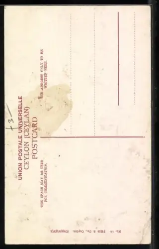 AK Ceylon / Indien, Tree Climbers, Männer erklettern Bäume