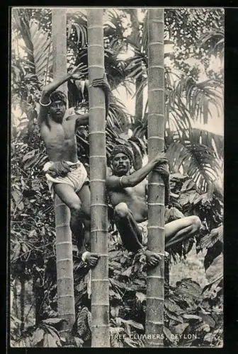 AK Ceylon, Tree Climbers, Zwei Männer auf Bäumen