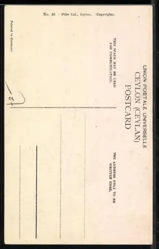 AK Ceylon, Tree Climbers, Zwei Männer auf Bäumen