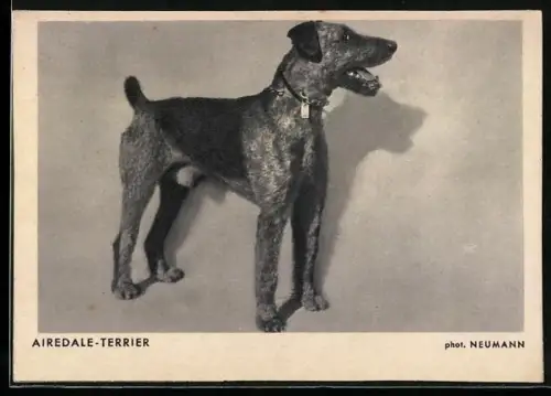 AK Portrait eines Airdale-Terriers