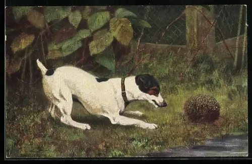 AK Hund und zusammengerollter Igel, Aussichtsloser Kampf