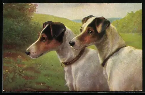 AK Zwei Kurzhaar-Terrier mit Halsband