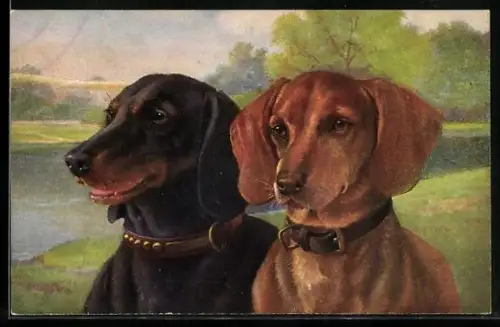 AK Zwei Dackel im Portrait