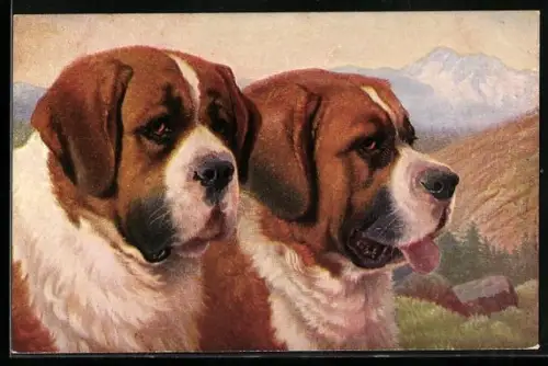 AK Zwei Bernhardiner in den Bergen