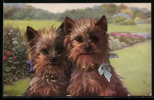 AK Zwei süsse Yorkshire-Terrier