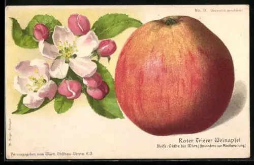 AK Roter Trierer Weinapfel und Blüte