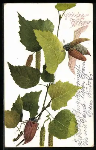 AK Maikäfer sitzen auf einem Ast, Fröhliche Pfingsten!