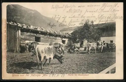 AK Bad Reichenhall, Gasthof Padinger Alm mit Kühen