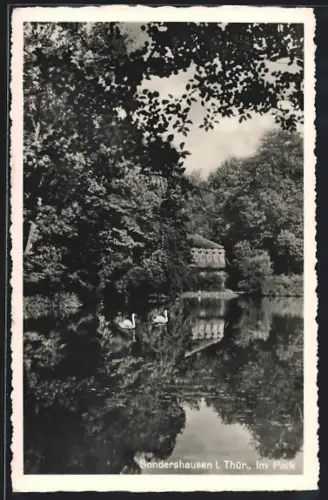 AK Sondershausen i. Thür., Im Park