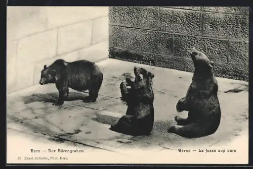 AK Bern, Der Bärengraben