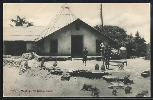 AK Simla, Monkeys on Jakho