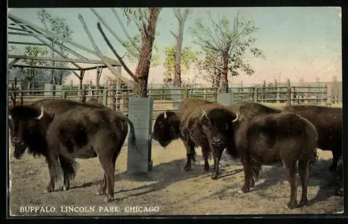 AK Chicago, Ill., Lincoln Park, Buffalo