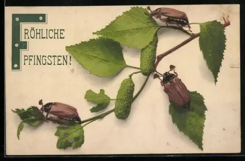 AK Drei Maikäfer auf einem Birkenzweig