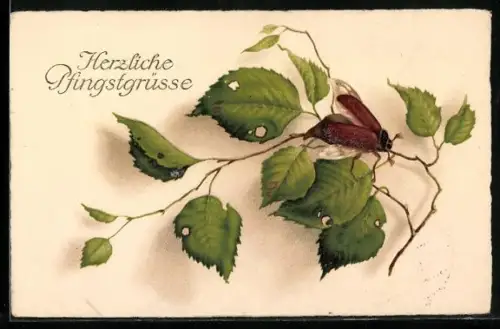 AK Maikäfer auf einem Zweig, Pfingstgruss