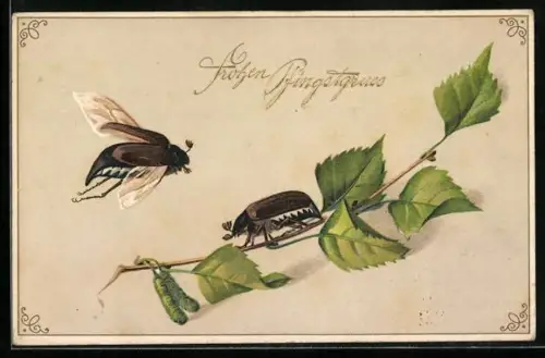 AK Maikäfer auf einem jungen Birkenzweig